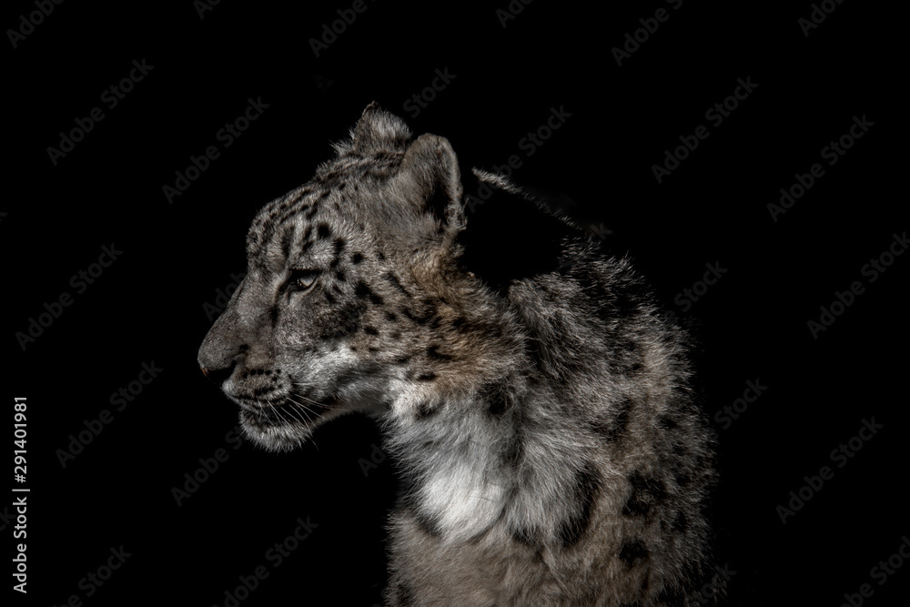 Obraz premium side portrait of leopard face with dark tone on black background