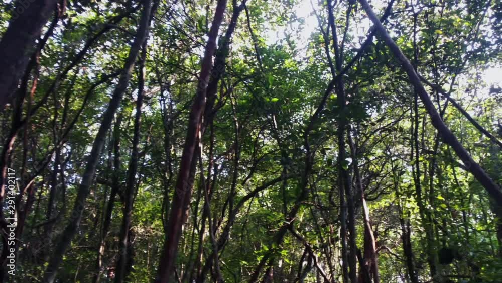 A view from the depth of rainforest, showing shadowed bent trees
and illuminated light green leaves by sunshine, making the travelers losing herself or himself from realities. A view from the depth of rainforest, showing shadowed bent trees
and illuminated light green leaves by sunshine, making the travelers losing herself or himself from realities.