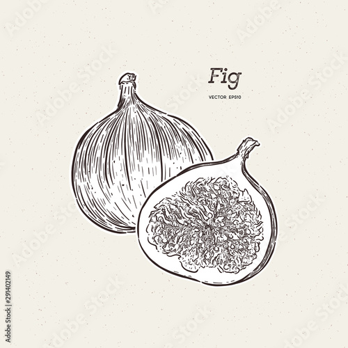 Fig vector drawing. Hand drawn fruit and sliced piece.