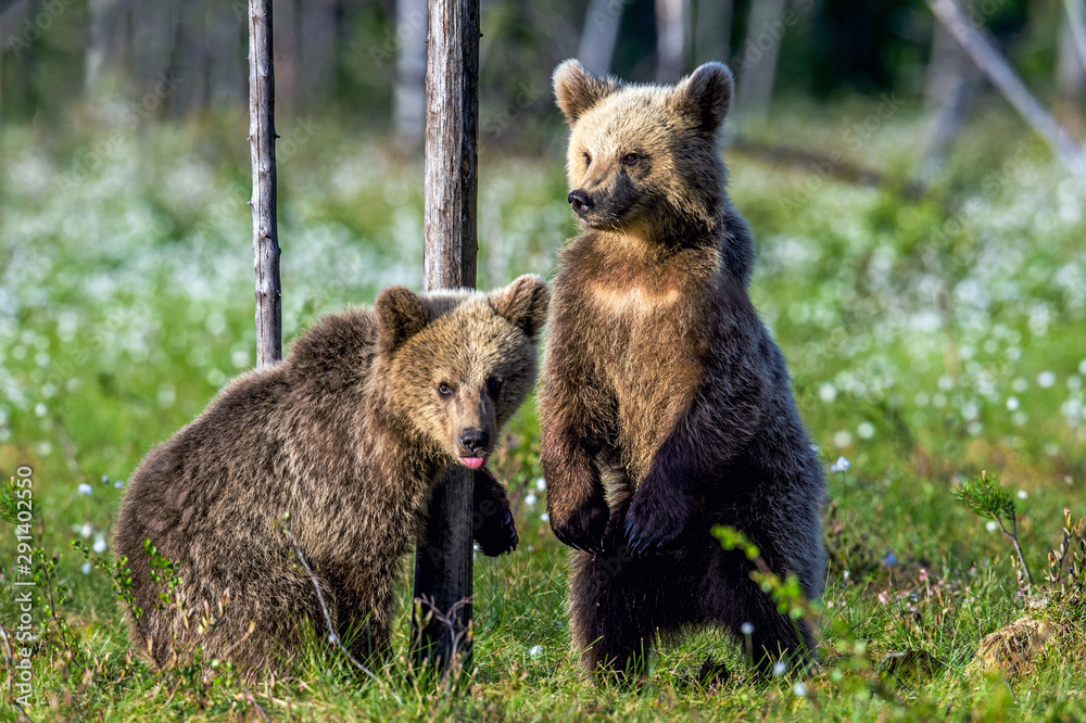 Fototapeta premium Bear Cub stands on its hind legs. Brown bear cubs in summer forest. Scientific name: Ursus Arctos. Green natural background. Natural habitat, summer season.