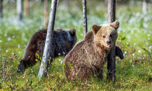 Brown bear cubs in summer forest. Scientific name: Ursus Arctos. Green natural background. Natural habitat, summer season.
