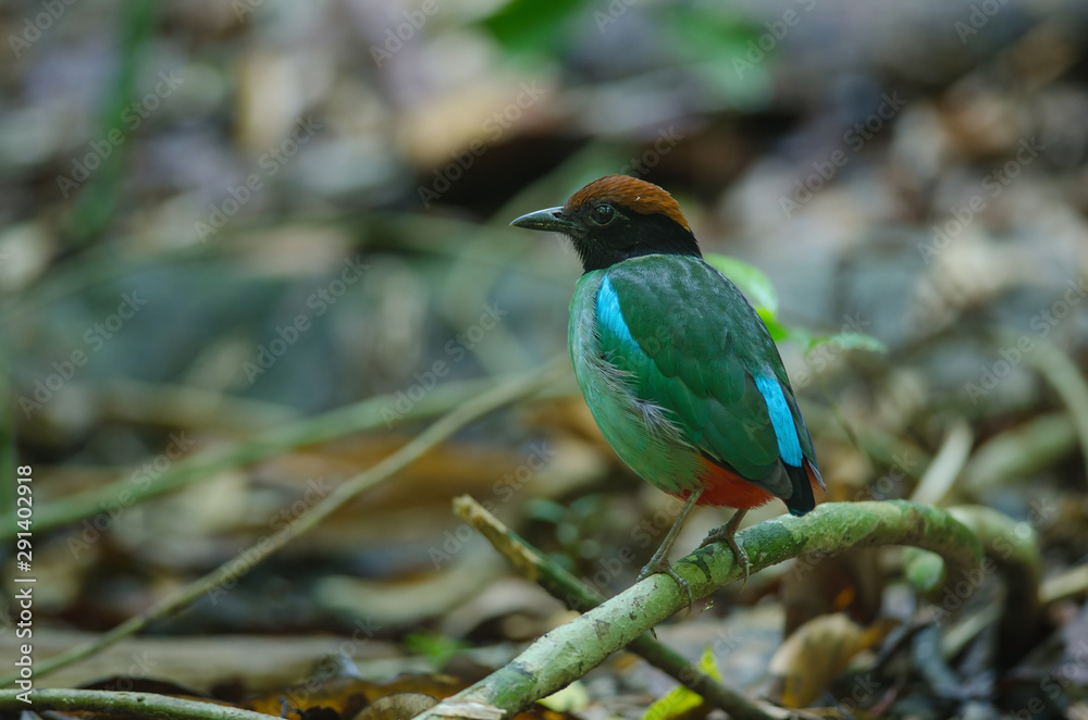Hooded Pitta (Pitta sordida) standing on a branch Hooded Pitta (Pitta sordida) standing on a branch