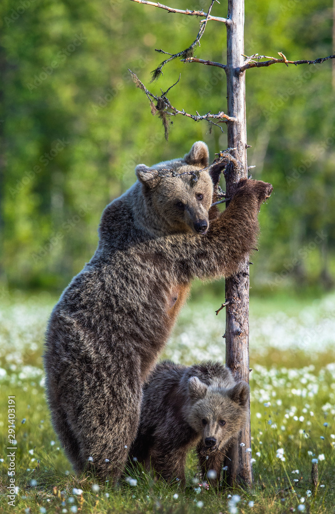Obraz premium Bear cubs and mother she-bear on the swamp in the summer forest, among white flowers. She-bear stands on its hind legs. Bear family of Brown Bears. Scientific name: Ursus arctos.