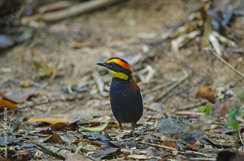 Beautiful of Malayan Banded Pitta ( Hydrornis irena) photo