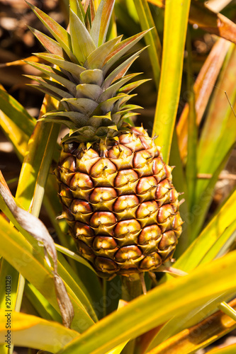 Sunlit Ripe Pineapple Vertical Portrait