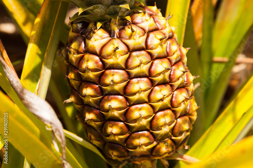 Ripe Pineapple Skin Close-up Landscape Horizontal