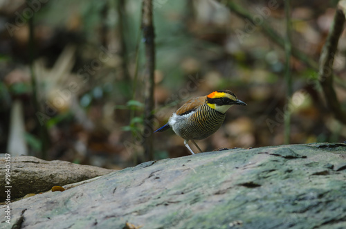 Beautiful female of Malayan Banded Pitta ( Hydrornis irena) photo