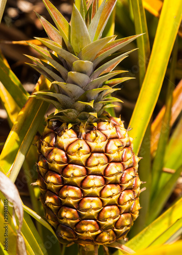 Sunlit Ripe Pineapple Top Vertical Portrait