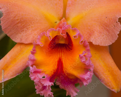 Closeup of Single Peach Orchid in Full Bloom