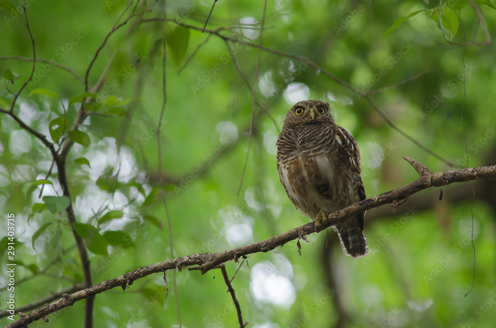 Asian Barred Owlet (Glaucidium cuculoides) Asian Barred Owlet (Glaucidium cuculoides)