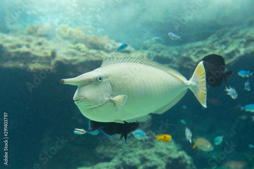 White surgeonfish (Acanthurus lineatus) in aquarium tank.  © bennnn