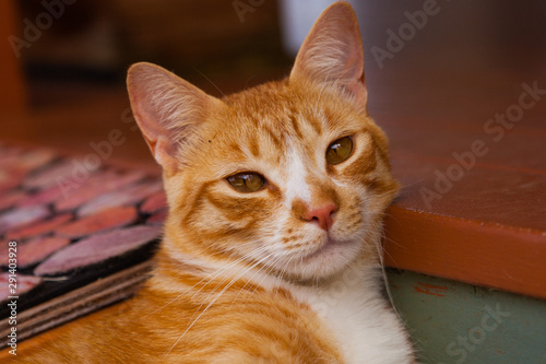 Closeup of Ginger Cat
