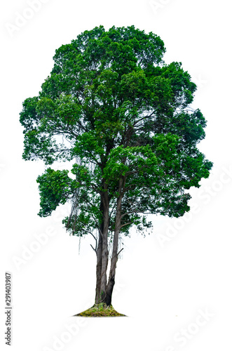 Tree isolated on white background