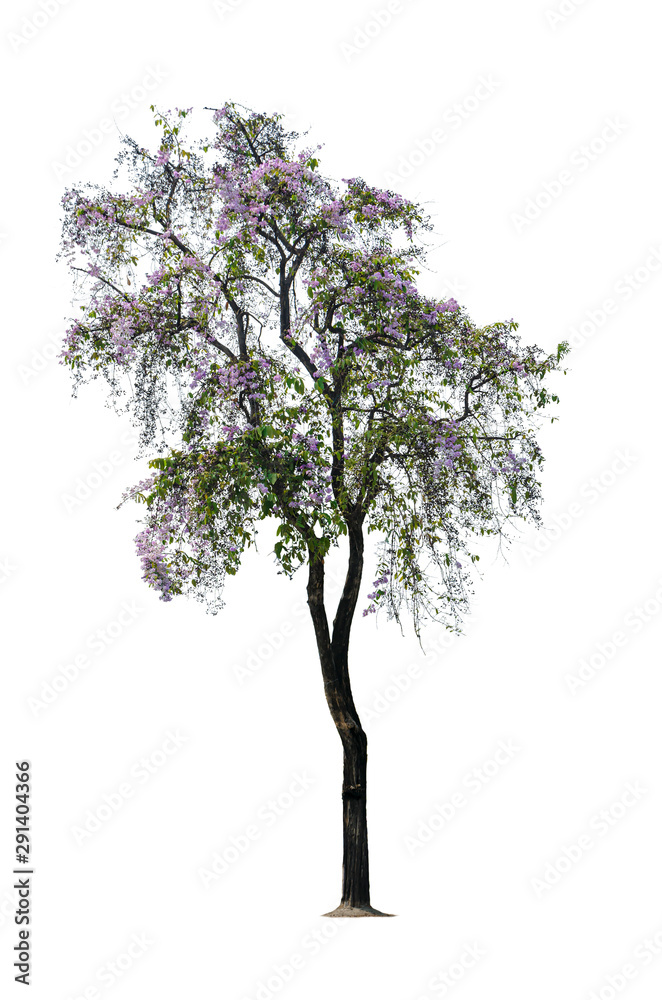 tree isolated on white tree isolated on white