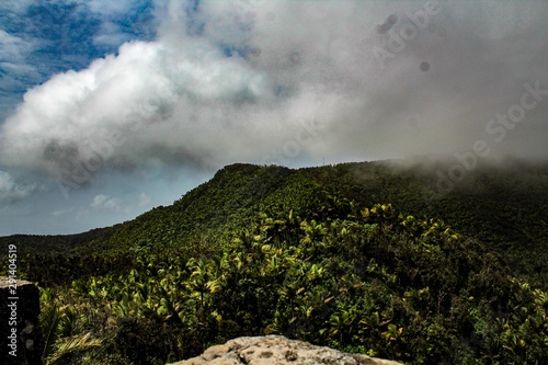 View of the rain forest in El Yunque National Park in Puerto Rico