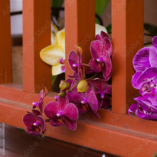 Closeup of Purple and Plum Orchid Flowers