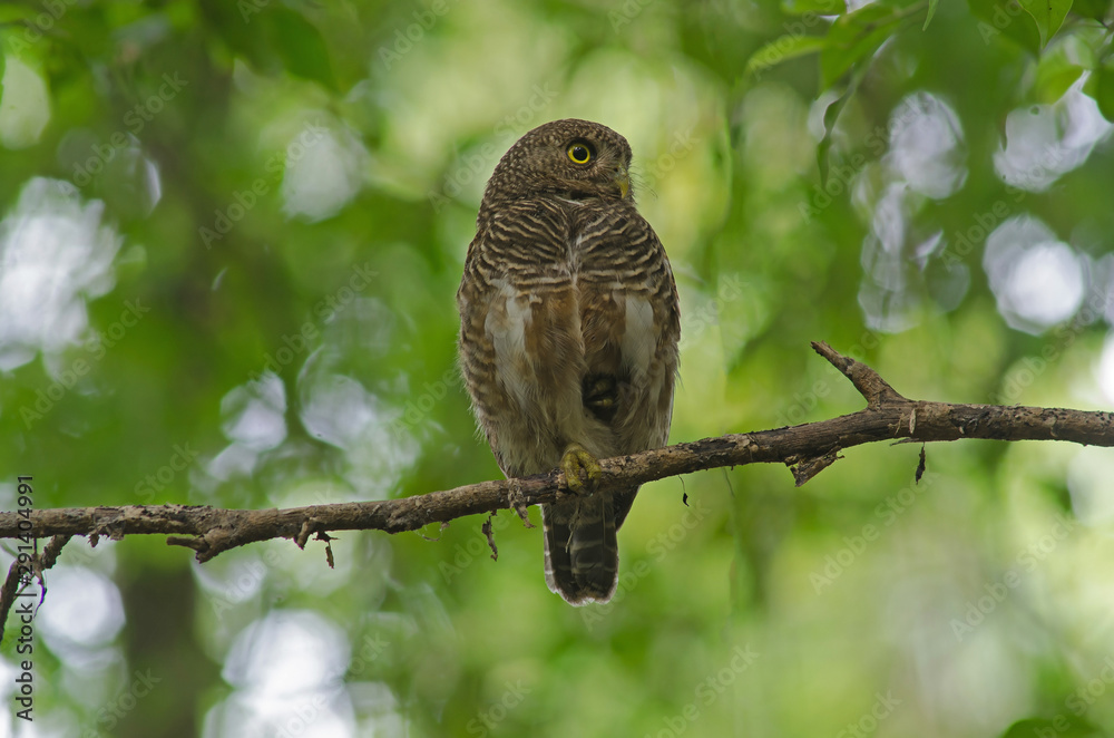 Asian Barred Owlet (Glaucidium cuculoides) Asian Barred Owlet (Glaucidium cuculoides)