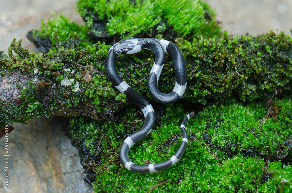 Malayan Banded Wolf Snake (Lycodon subcinctus) Malayan Banded Wolf Snake (Lycodon subcinctus)