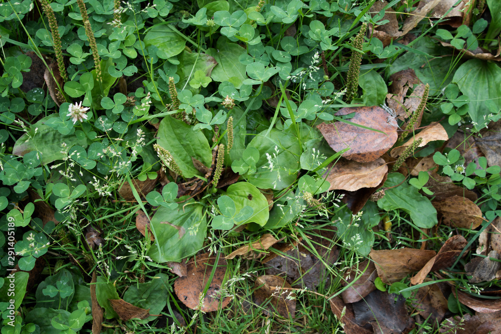 Green grass and dried leaves. Green nature background. Green grass and dried leaves. Green nature background.