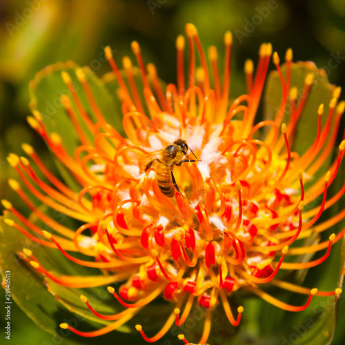 Closeup Honeybee Pollinating an African Protea in Full Bloom Outside During the Day