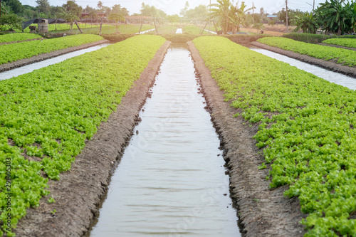 Lettuce garden growing in organic farming for marketplace in countryside