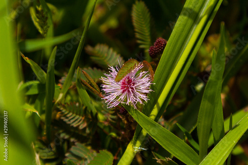 Closeup of a Blooming Mimosa pudica Blossom aka Sensitive Plant aka Touch-Me-Not