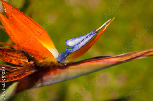 Closeup of Bird Of Paradise Flower Blossom