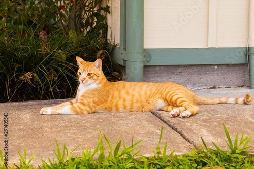 Orange and White Striped Cat Lying in the Shade