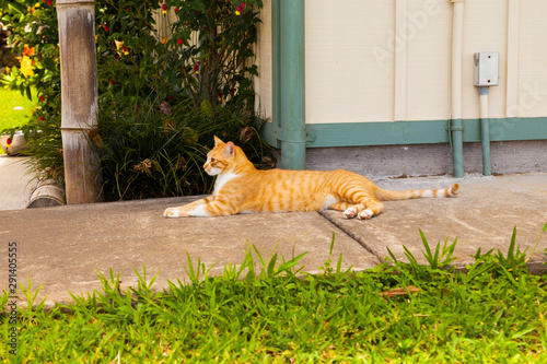 Orange and White Striped Cat in Profile, Lying in the Shade
