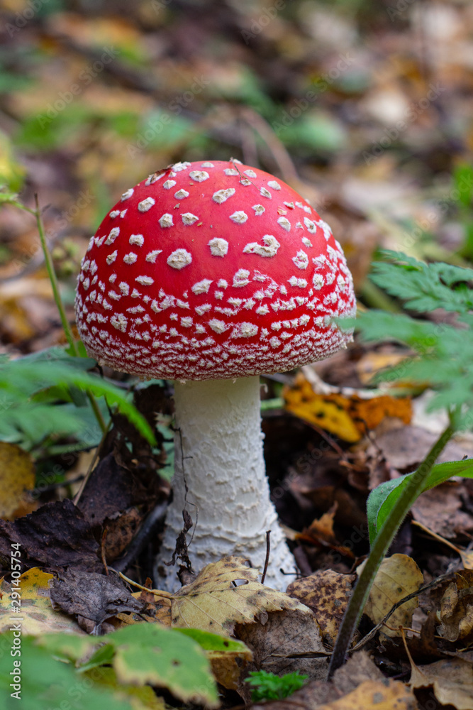 Beautiful red mushroom in autumn. Mushrooms in the forest. Beautiful red mushroom in autumn. Mushrooms in the forest.