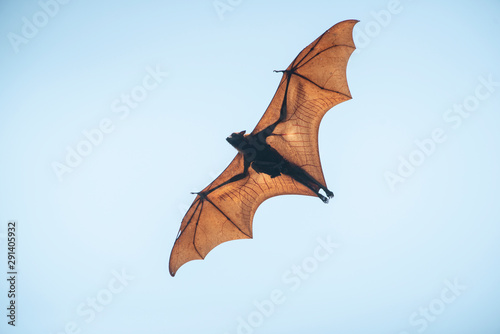 Bat flying in the daytime photo
