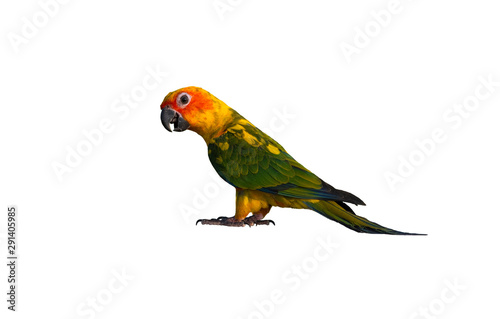 Sun conure parrot bird isolated on white background