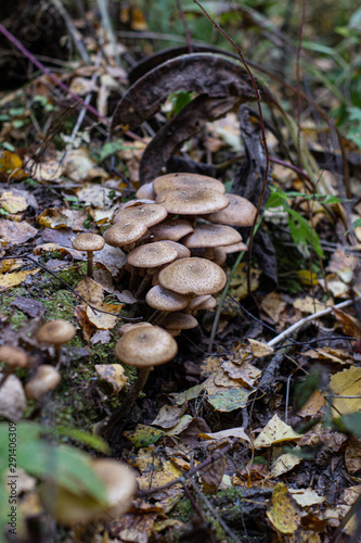Mushrooms in the forest. Mushrooms in the forest.