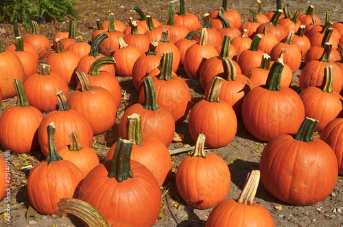 A festive array of pumkins for sale at a local farm stand. 