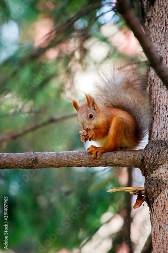Cute orange furry squirrel eating in the park during autumn fall season