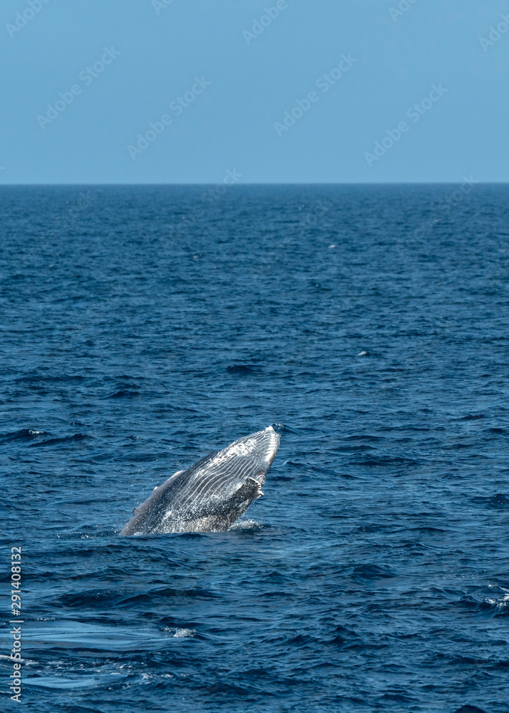 Fototapeta premium Humpback Whale Calf practicing breaching in Tonga. Humpback Whales breach assumed to observe above water, possibly also to communicate.