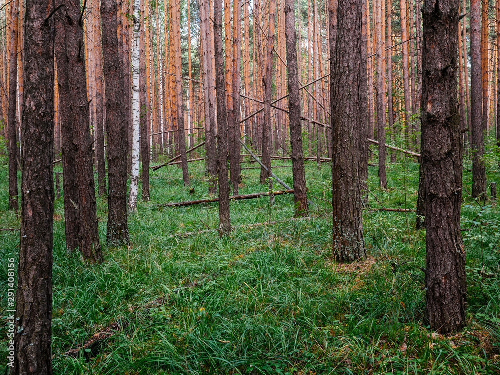 Dense pine forest. Brown trees and green grass Dense pine forest. Brown trees and green grass