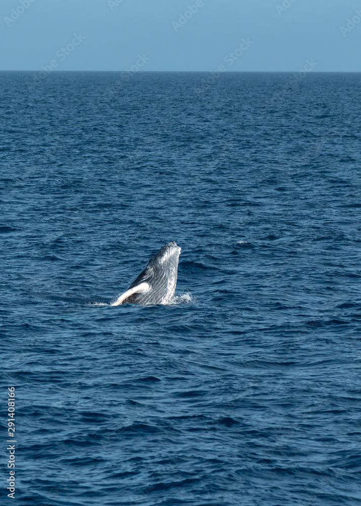 Humpback Whale Calf practicing breaching in Tonga. Humpback Whales breach assumed to observe above water, possibly also to communicate. Humpback Whale Calf practicing breaching in Tonga. Humpback Whales breach assumed to observe above water, possibly also to communicate.
