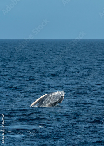 Humpback Whale Calf practicing breaching in Tonga. Humpback Whales breach assumed to observe above water, possibly also to communicate.