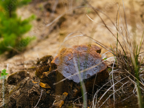 Wallpaper Mural Stones with veins of iron. Natural iron ore Torontodigital.ca