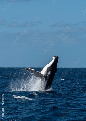 Breaching adult humpback whale male in Tonga © Janos