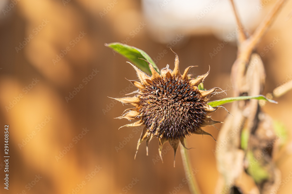 Close up photograph of a dried sunflower head with copy space Close up photograph of a dried sunflower head with copy space