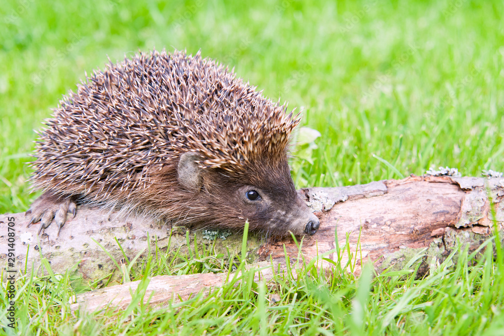 Obraz premium hedgehog