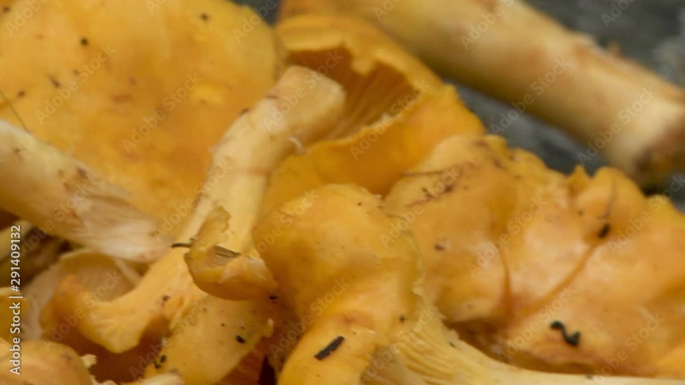 Close up of a pile of chanterelle mushrooms on a stone table Close up of a pile of chanterelle mushrooms on a stone table