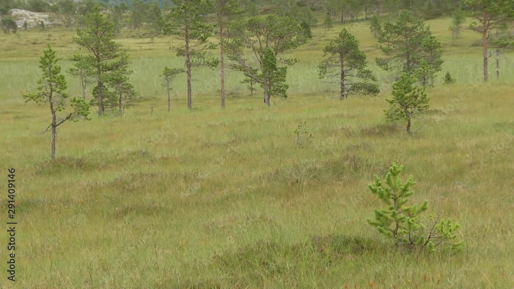 Forest with green grass and trees Forest with green grass and trees
