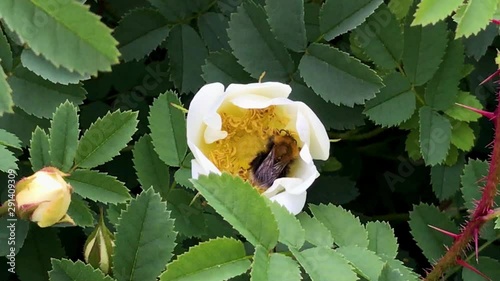 Bumblebees buzzing around in a flowerbush photo