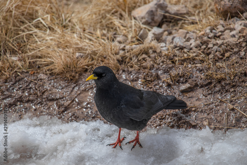 Alpine chough standing on snow Alpine chough standing on snow