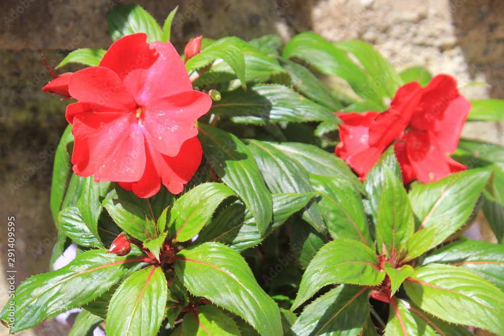 Jardín Jardín