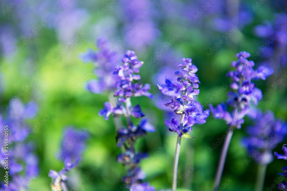 blue purple Salvia flower in spring natural green field background blue purple Salvia flower in spring natural green field background