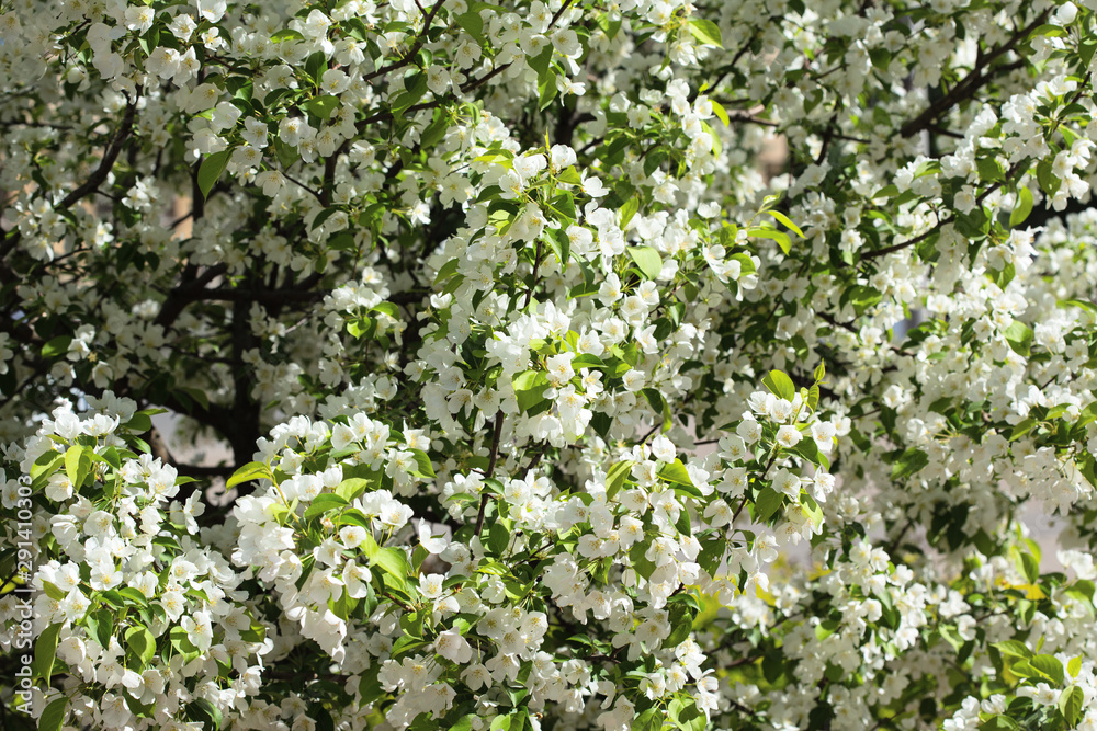 Spring blooming apple orchard. White flowers on a background of green foliage. Spring blooming apple orchard. White flowers on a background of green foliage.